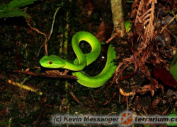 Trimeresurus stejnegeri – trwożnica stejniegeri, grzechotnik stejniegeri