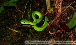 Trimeresurus stejnegeri – trwożnica stejniegeri, grzechotnik stejniegeri